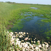 Truesdale Farm Pond